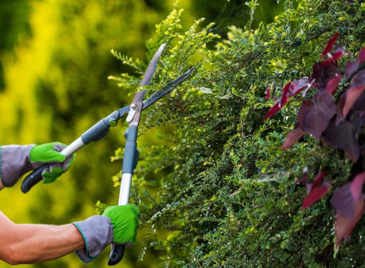 shutterstock 1785919853